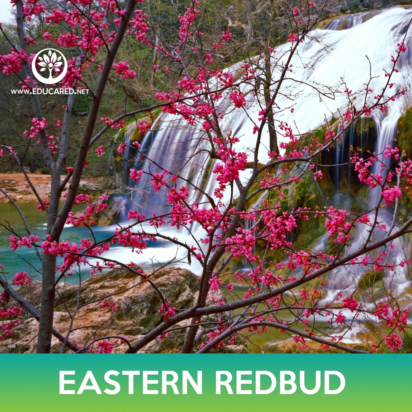 Eastern Redbud Tree Seeds