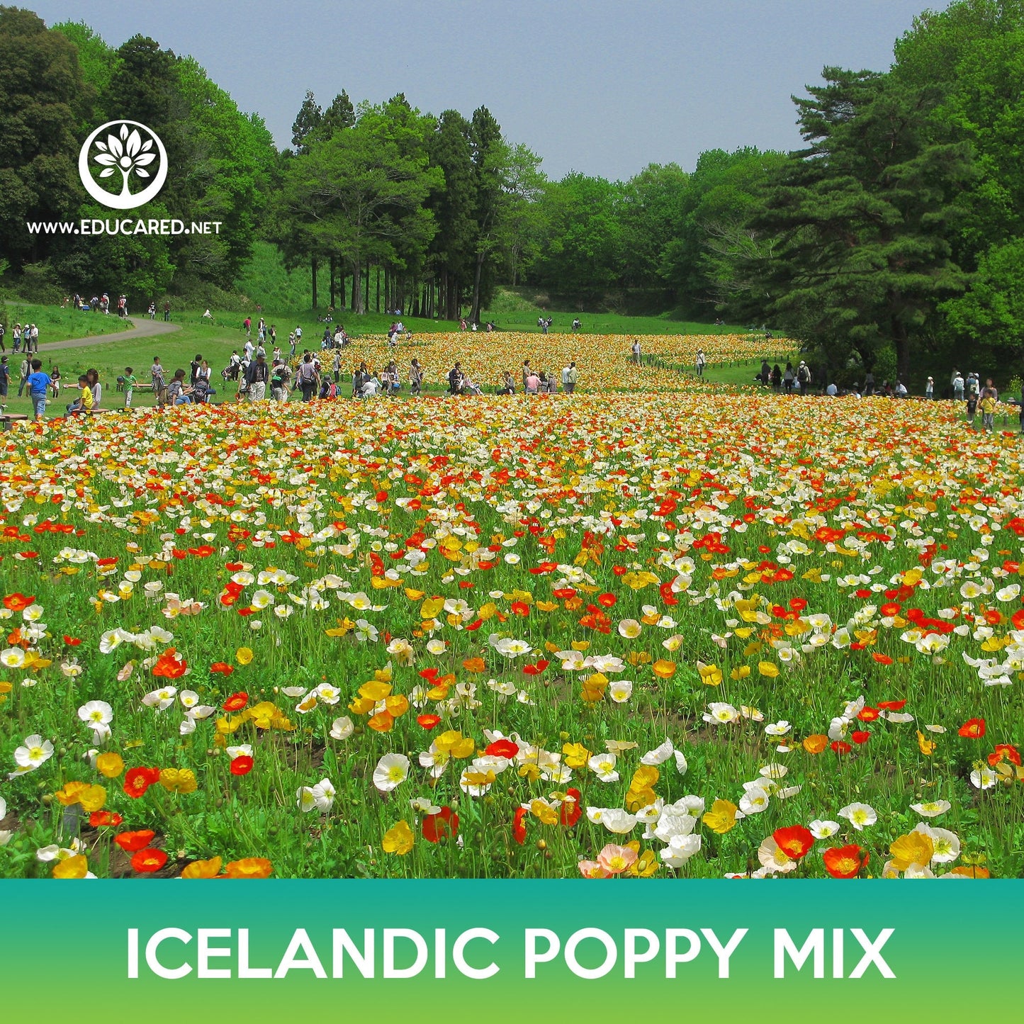 Icelandic Poppy Flower Mix Seeds, Papaver nudicaule