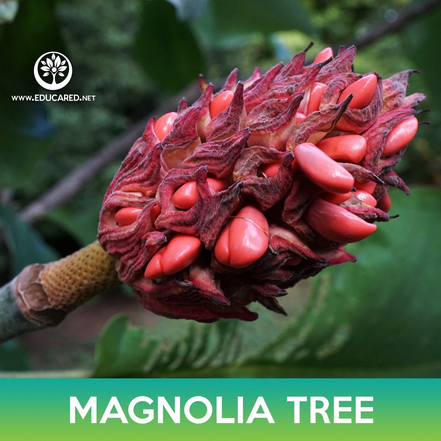 Magnolia Tree Seeds