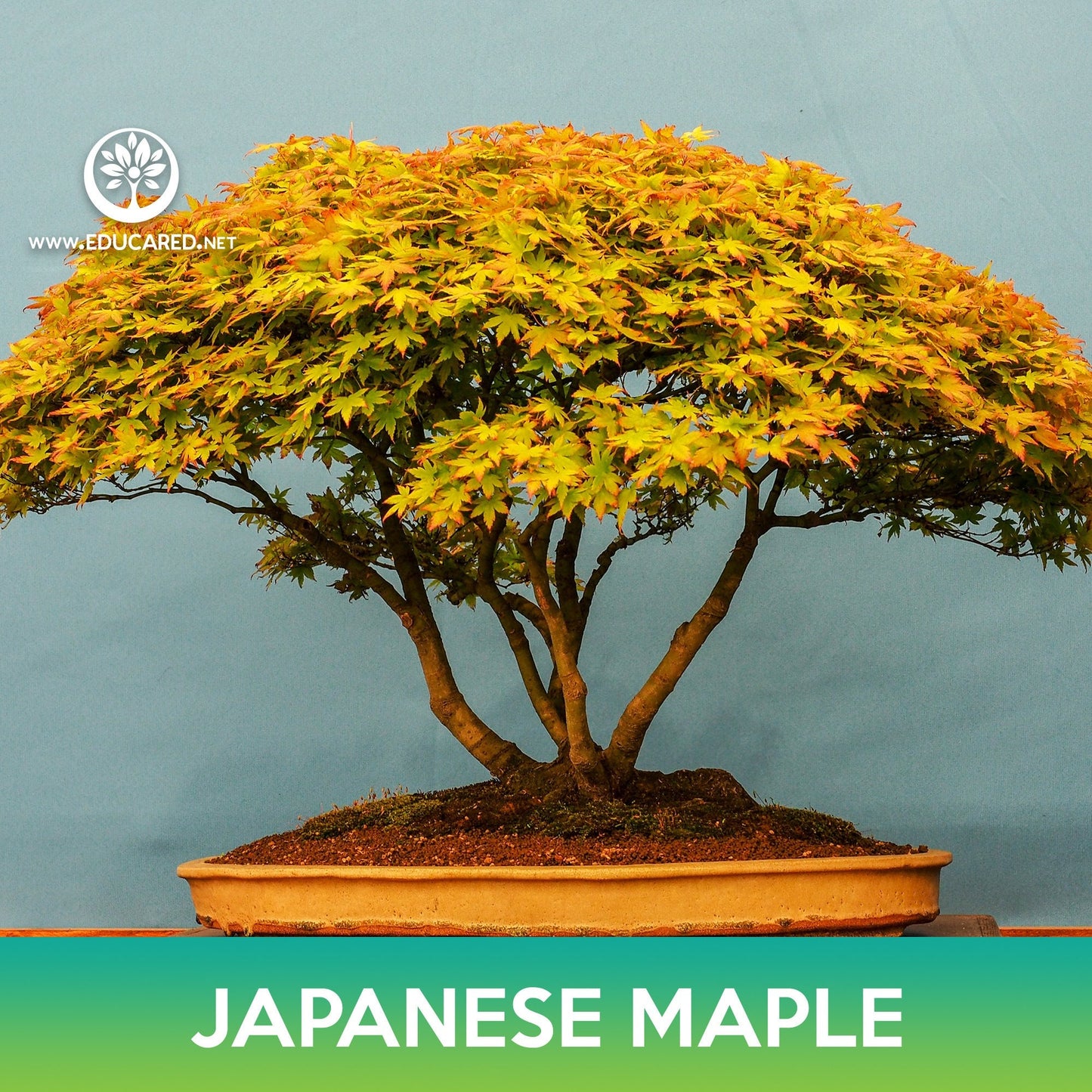 Japanese Maple Seeds