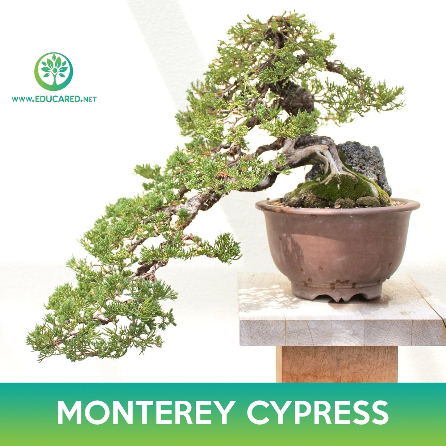 Monterey Cypress Seeds