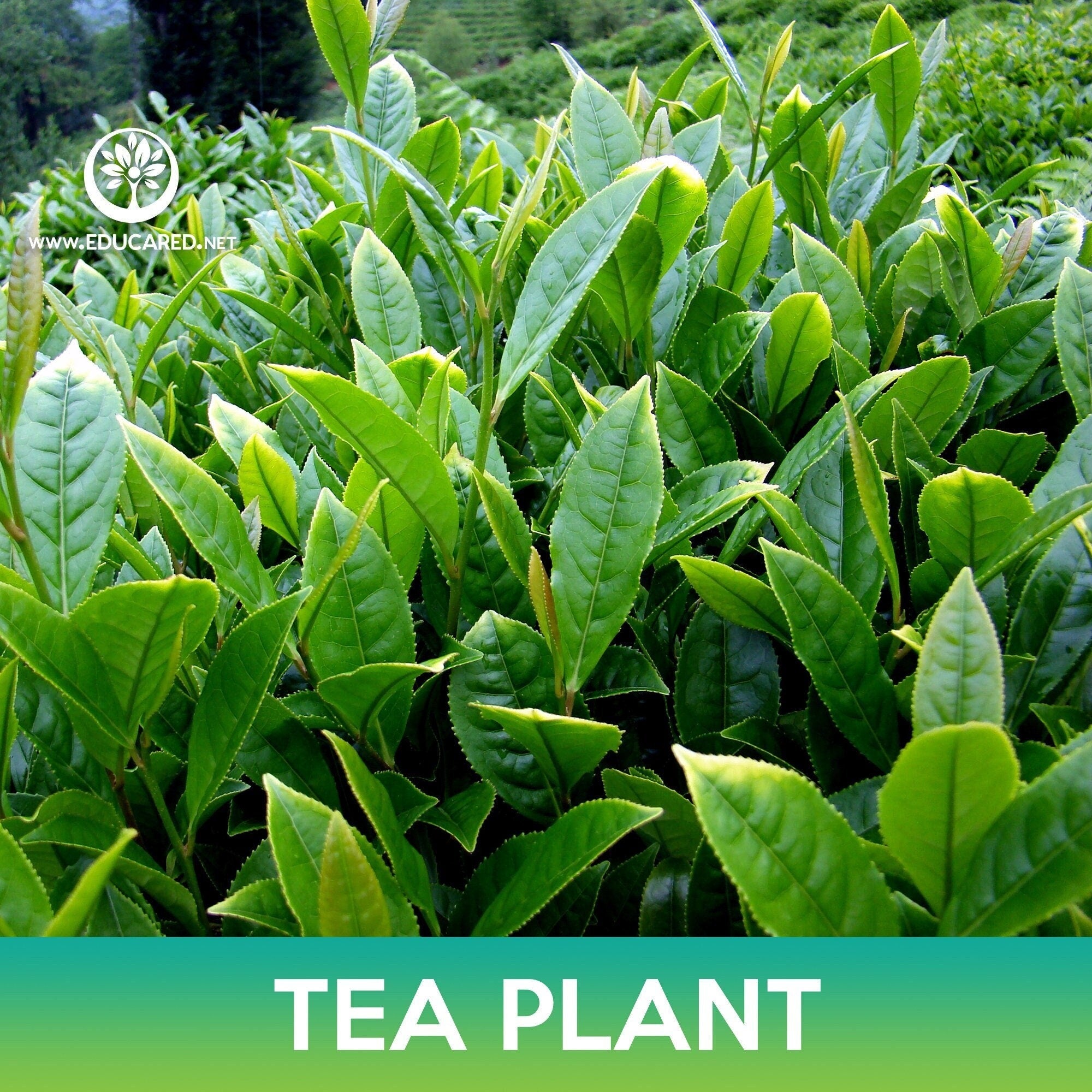 where to buy tea plant seeds Tea Plant Seeds – Educared