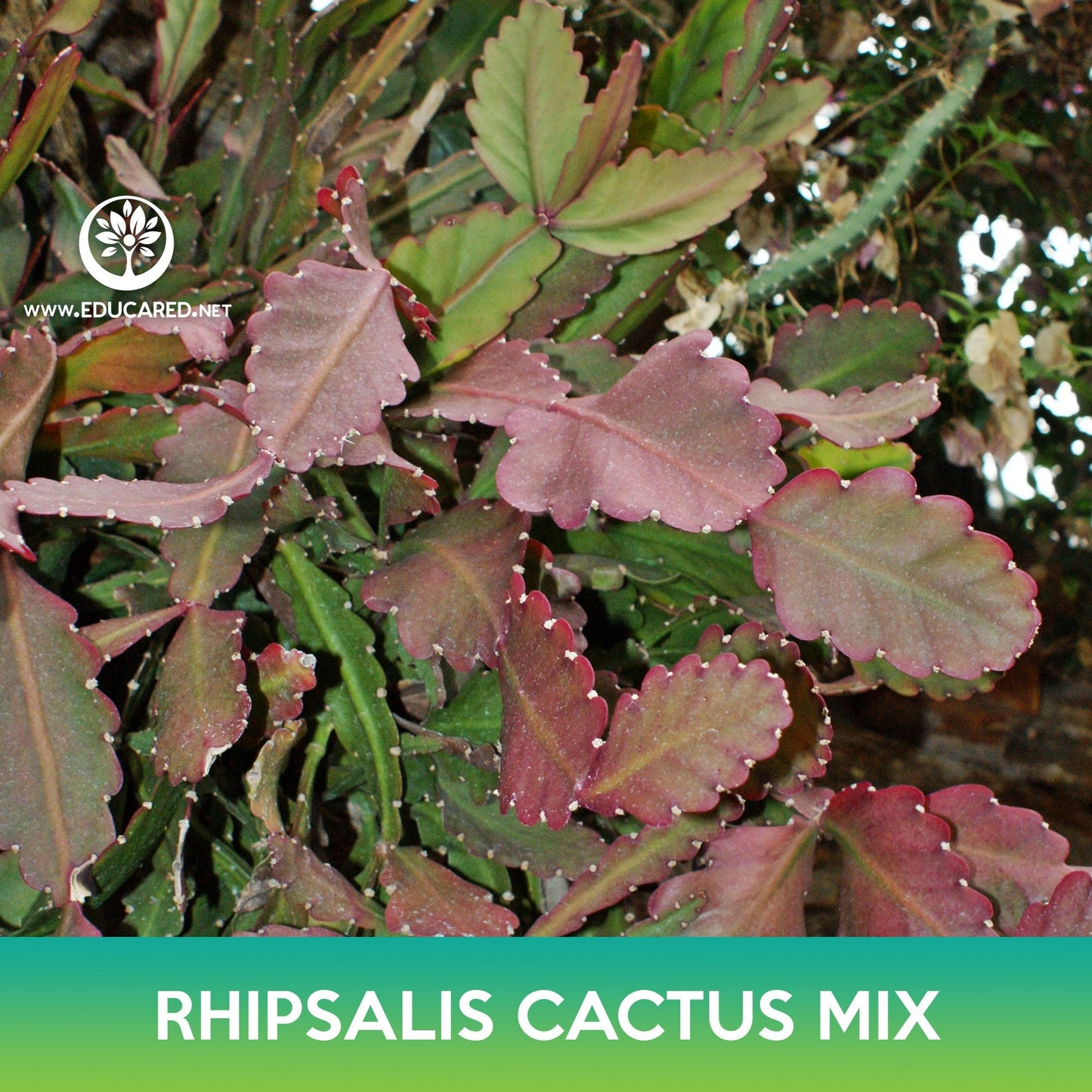 Rhipsalis Cactus Mix Seeds