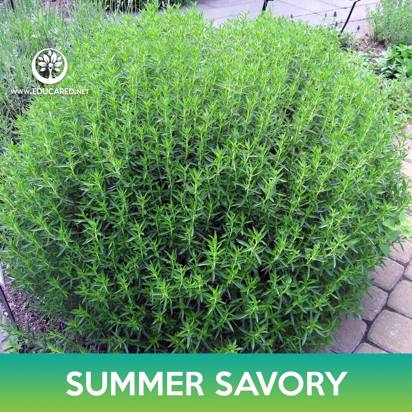 Summer Savory Seeds