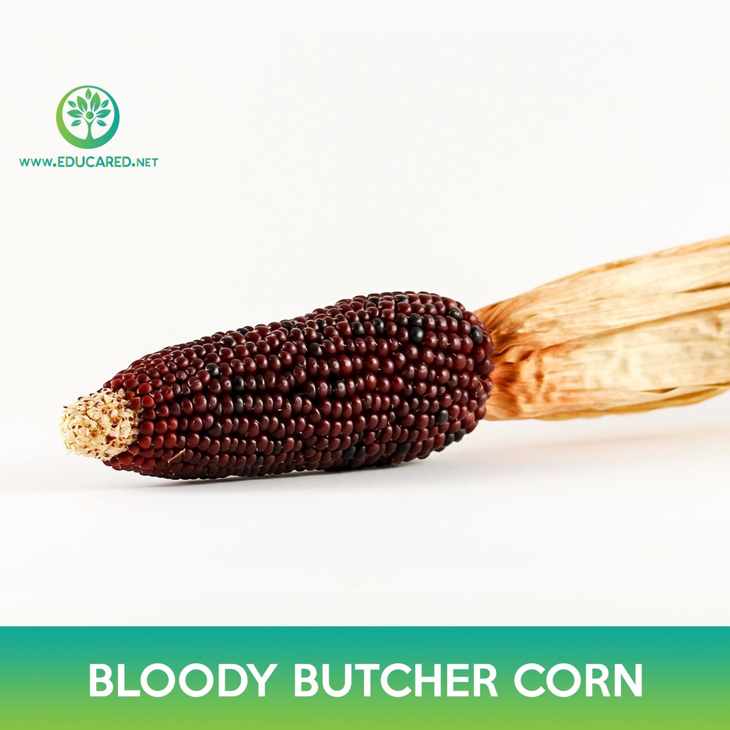 Bloody Butcher Corn Seeds