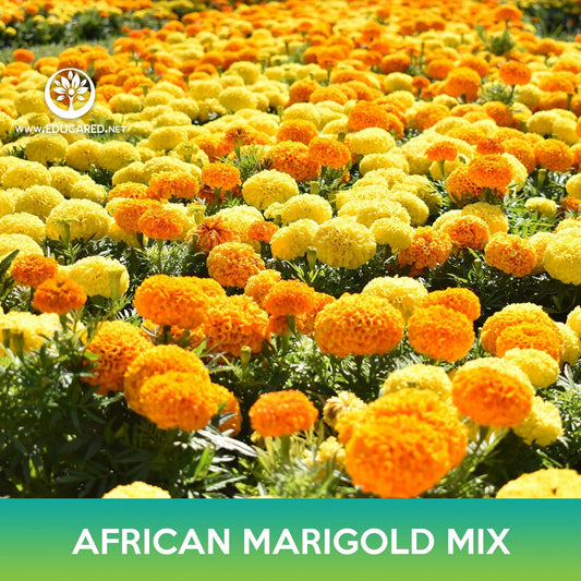 African Marigold Flower Mix Seeds, Tagetes erecta