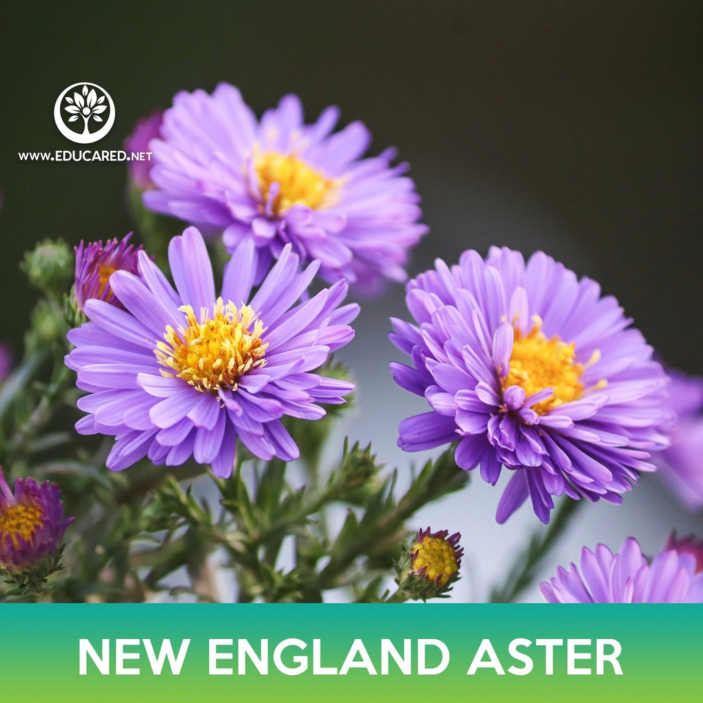 New England Aster Flower Seeds, Michaelmas Daisy
