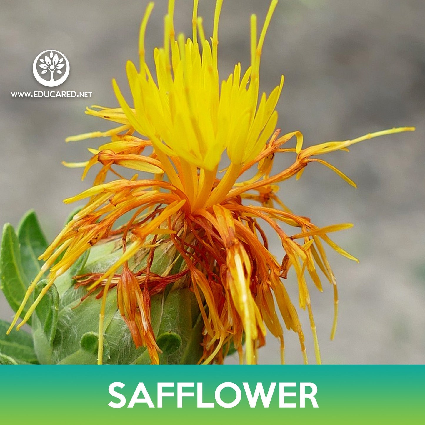 Safflower Seeds, Zanzibar