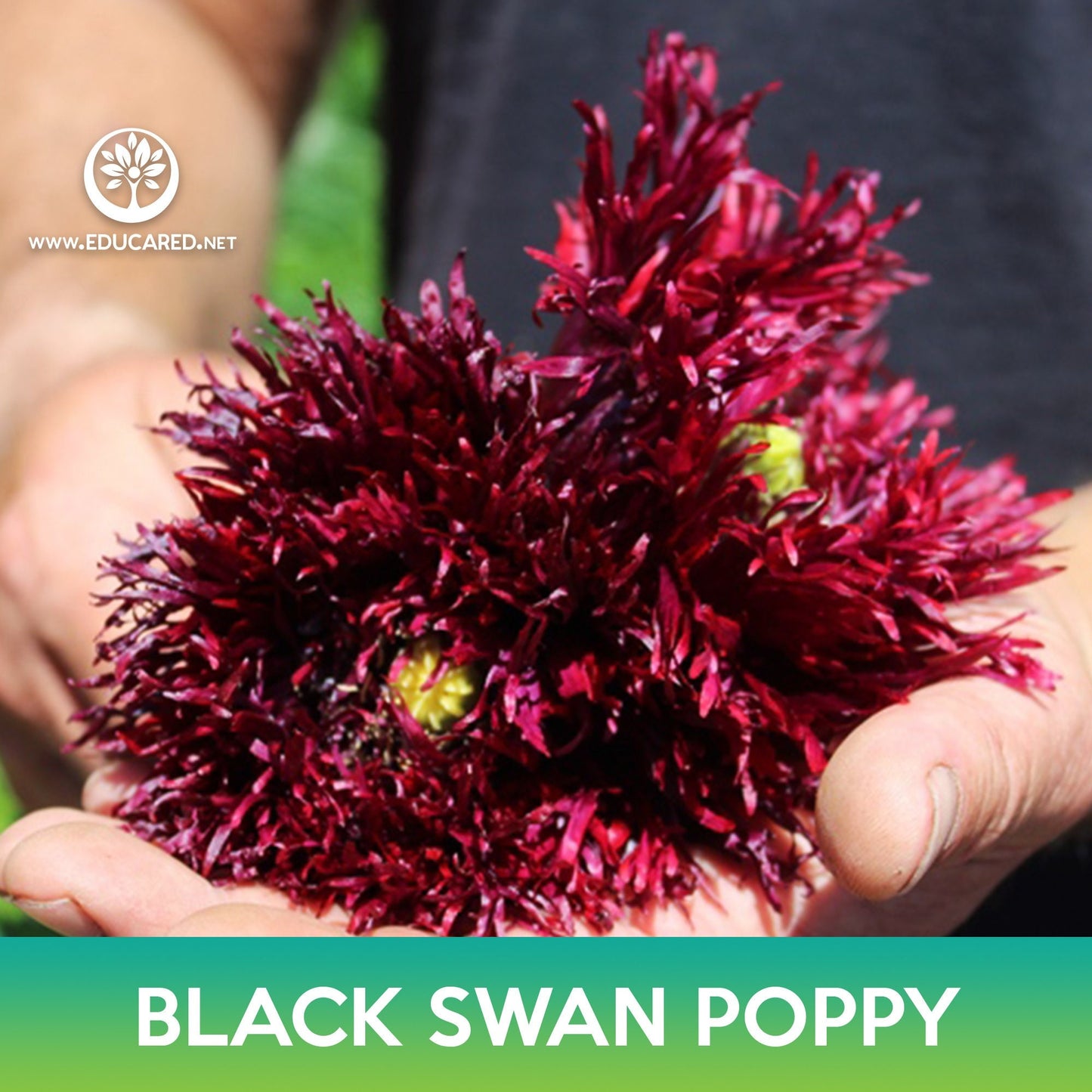 Black Swan Poppy Seeds