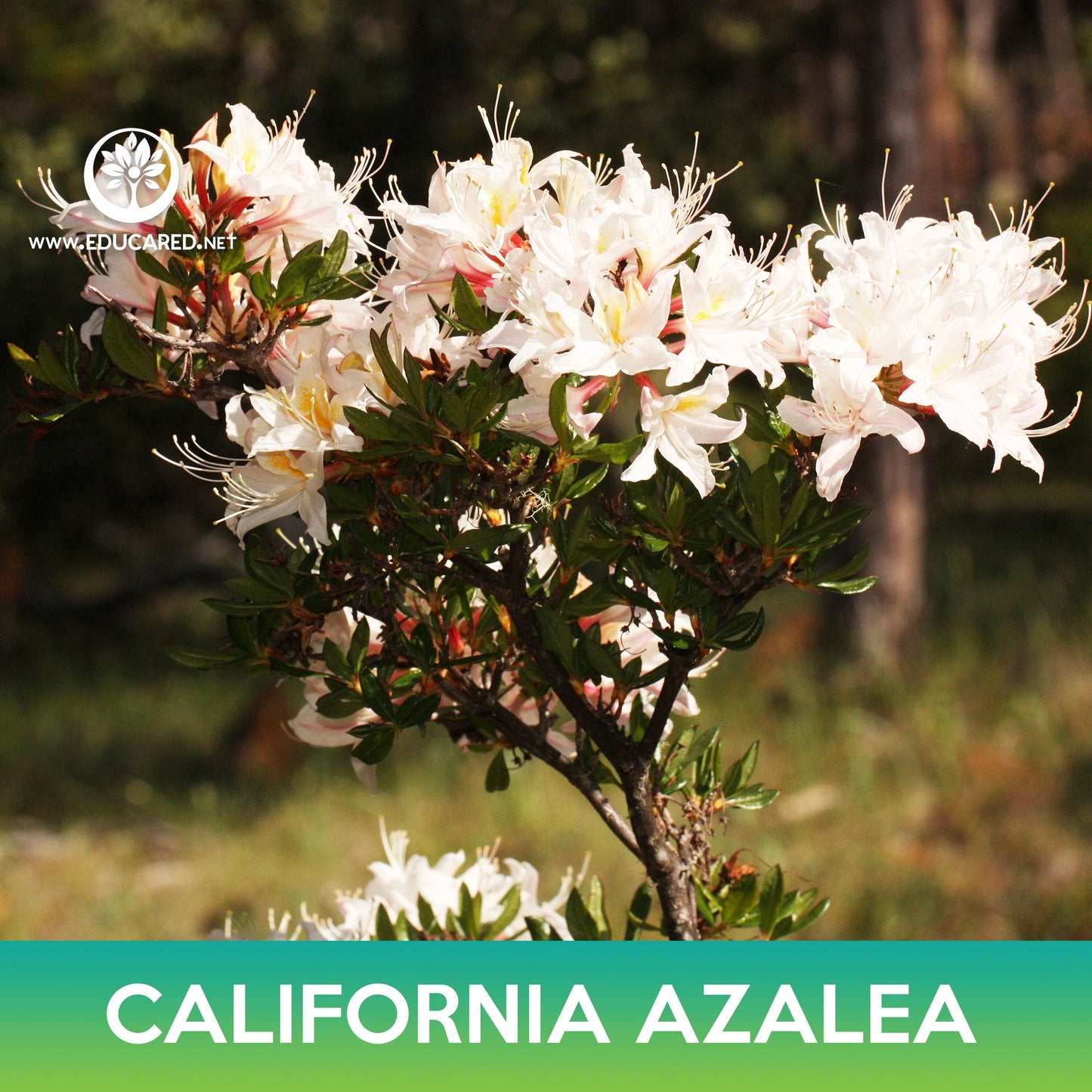 California Azalea Seeds, Western Azalea, Rhododendron occidentale