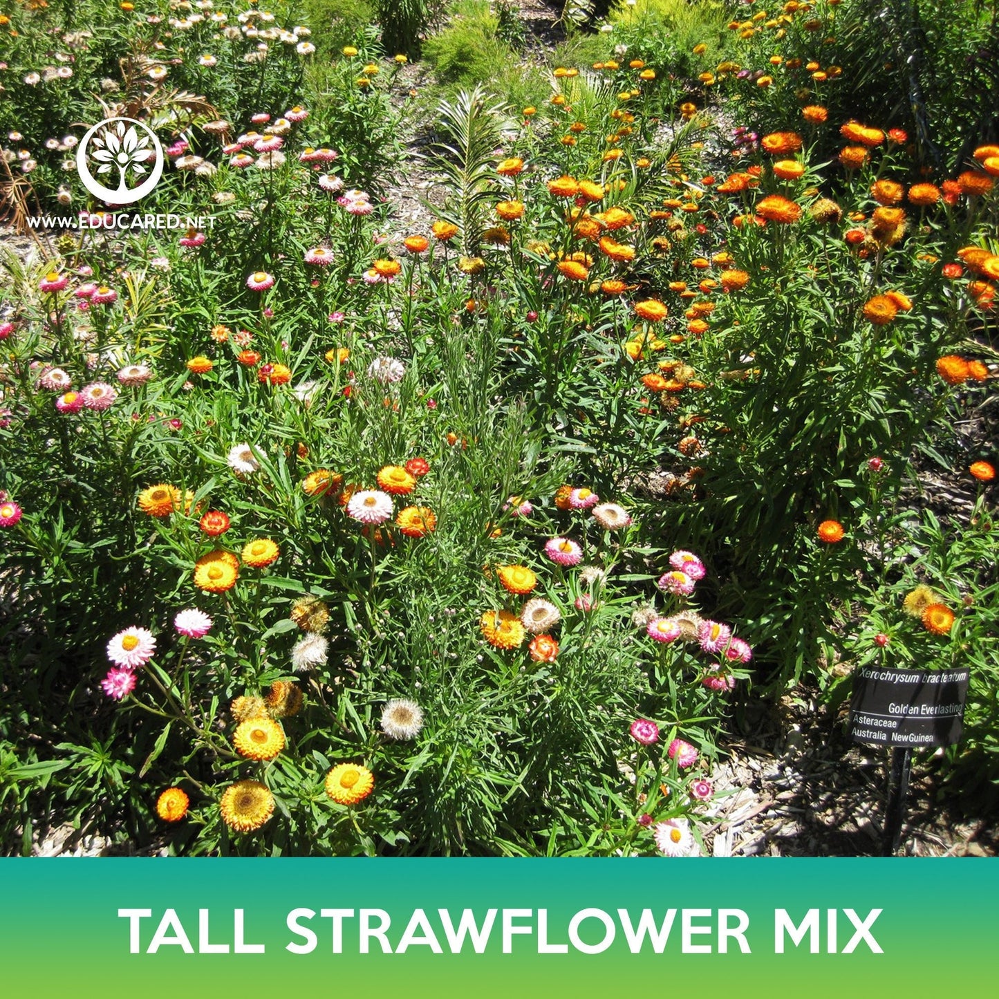 Tall Strawflower Mix Seeds, Helichrysum bracteatum