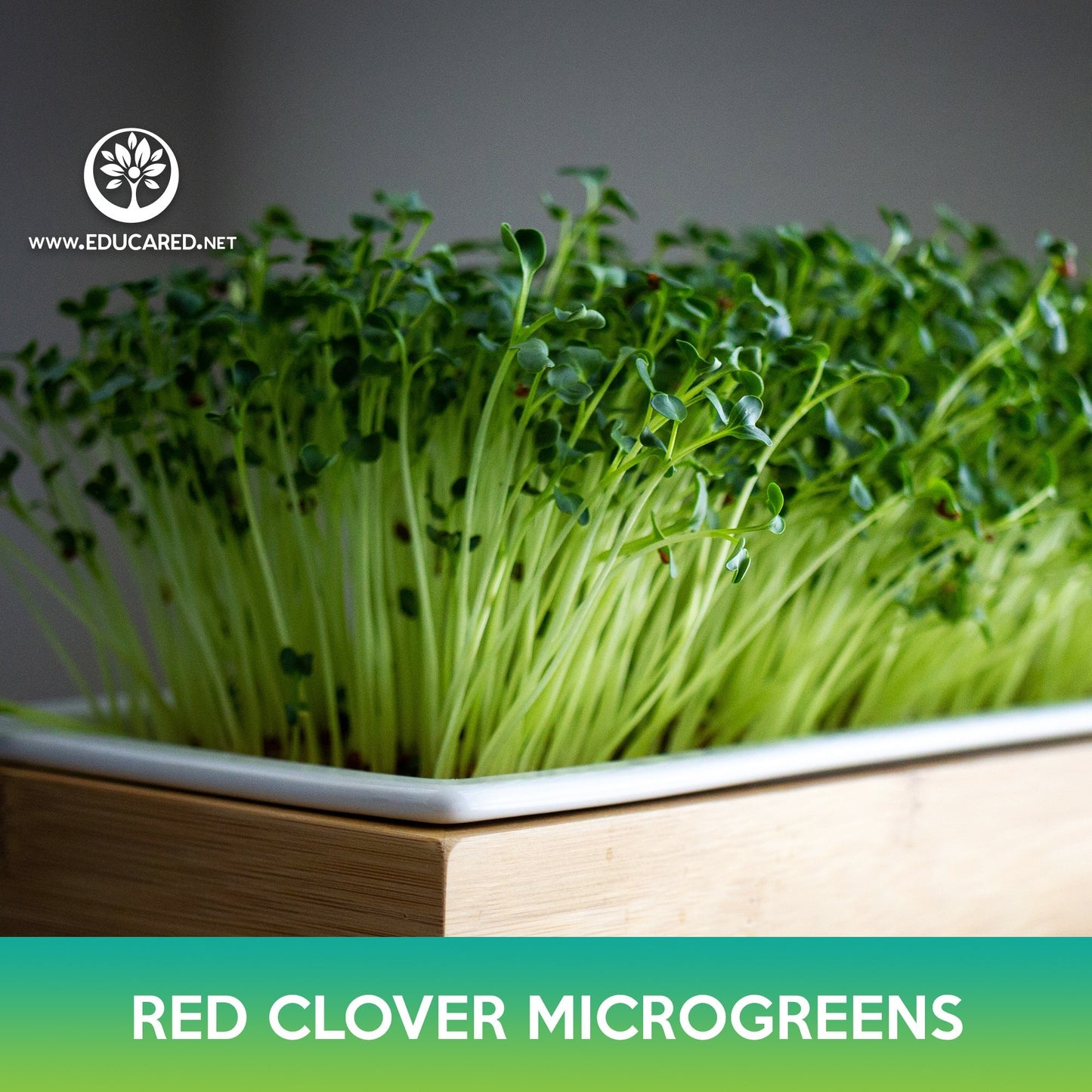 Red Clover Microgreens Seeds