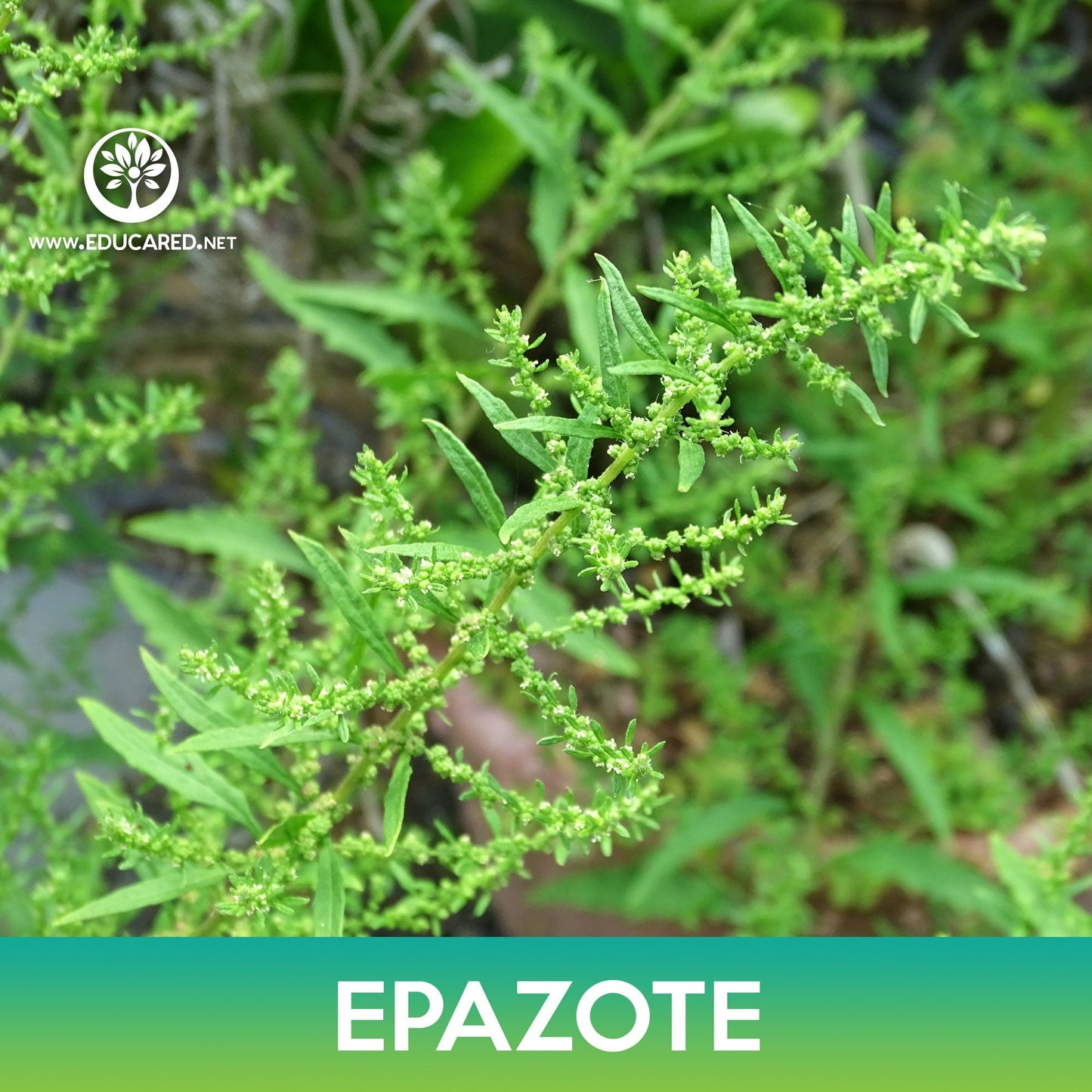 Epazote Seeds, Mexican-tea, Chenopodium ambrosioides