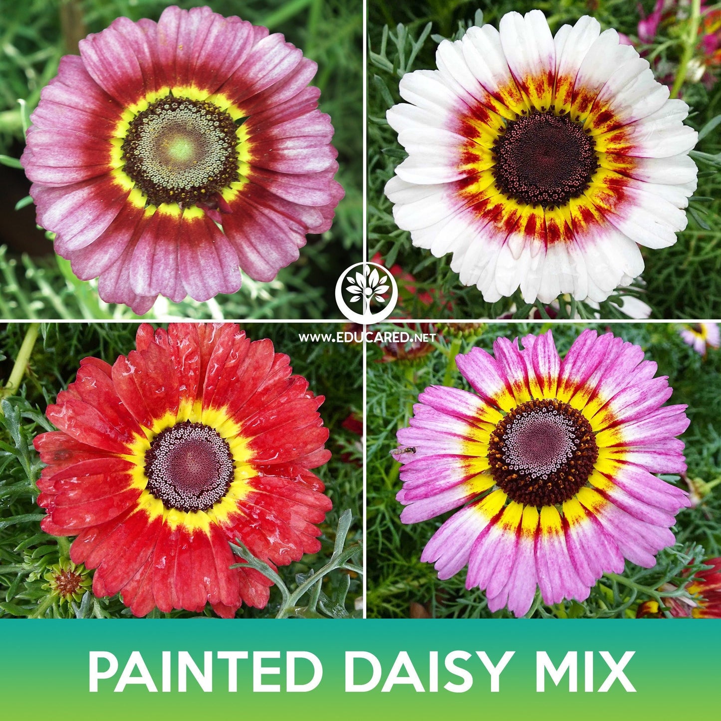 Painted Daisy Mix Seeds, Chrysanthemum carinatum