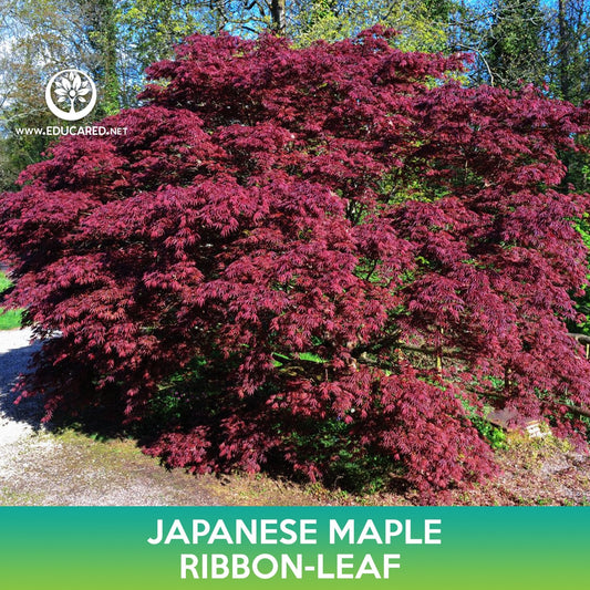 Ribbon Leaf Japanese Maple Seeds