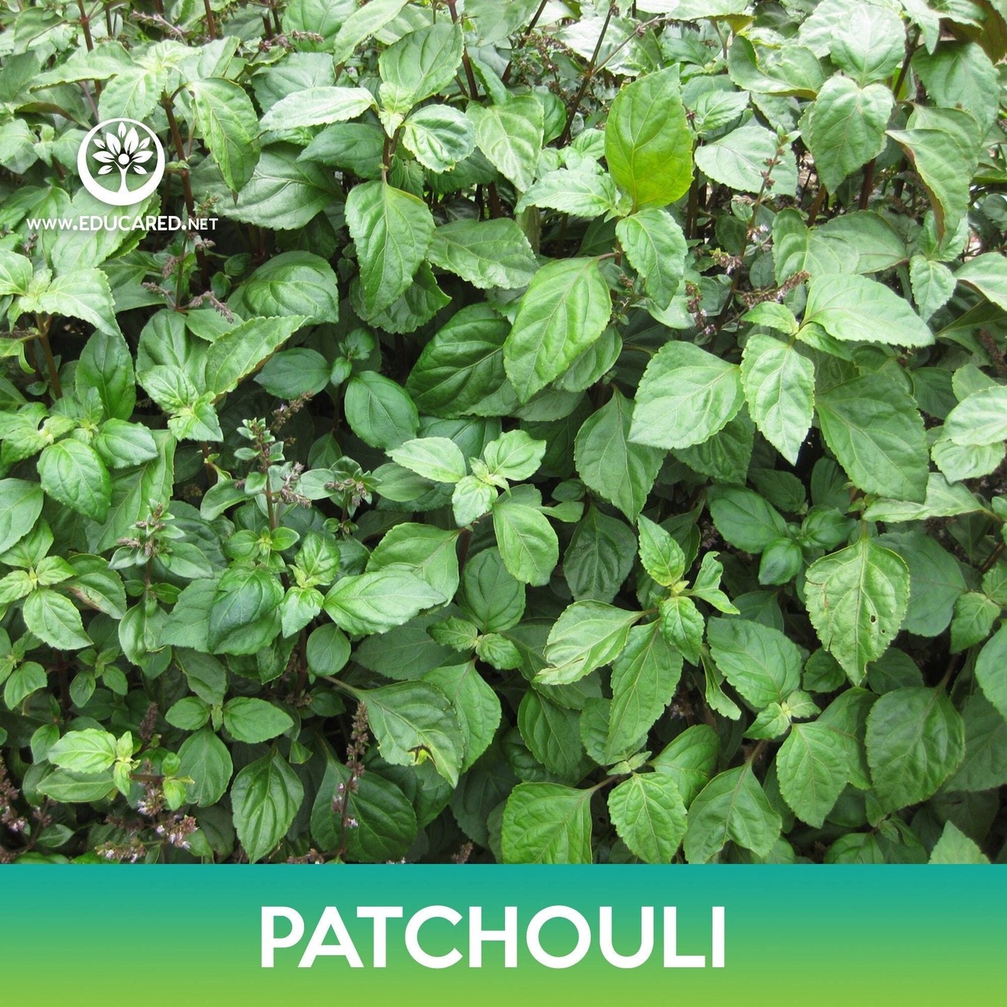 Patchouli Seeds