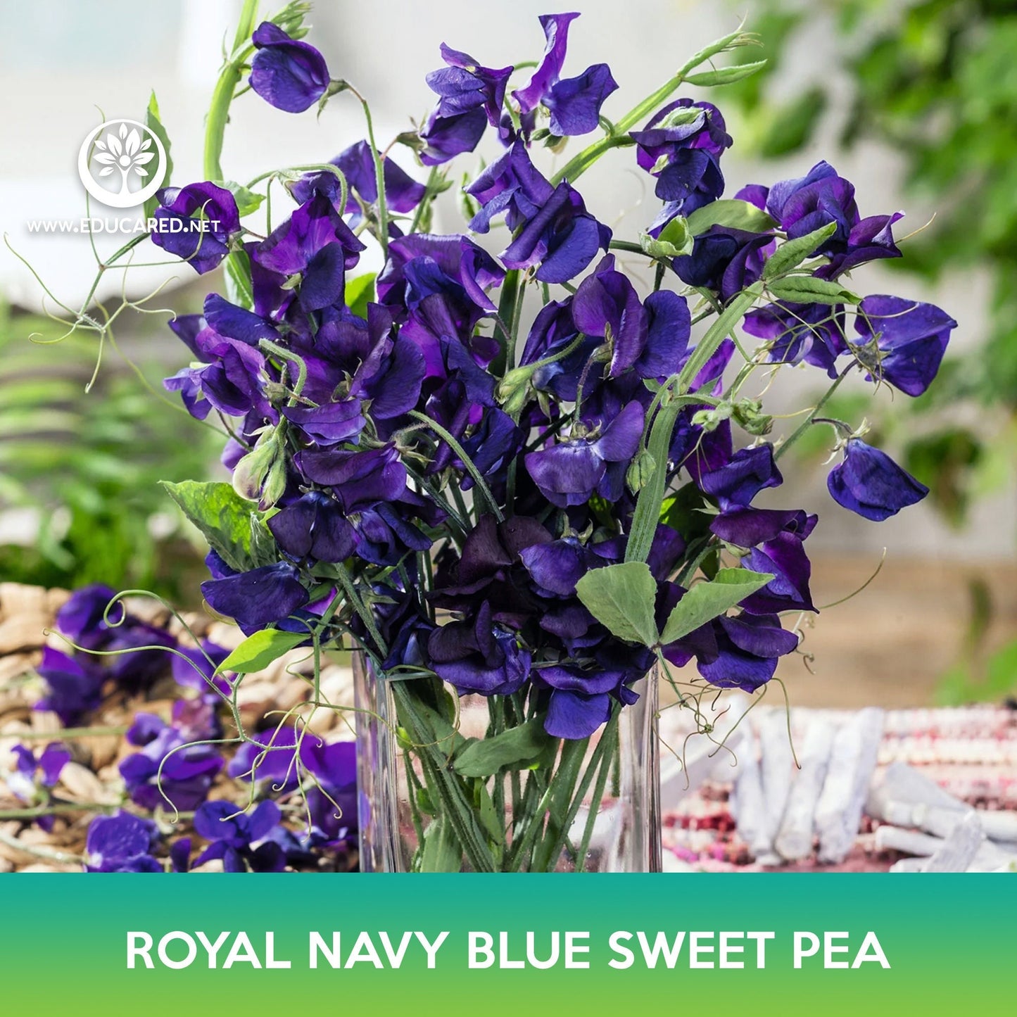 Royal Navy Blue Sweet Pea Seeds