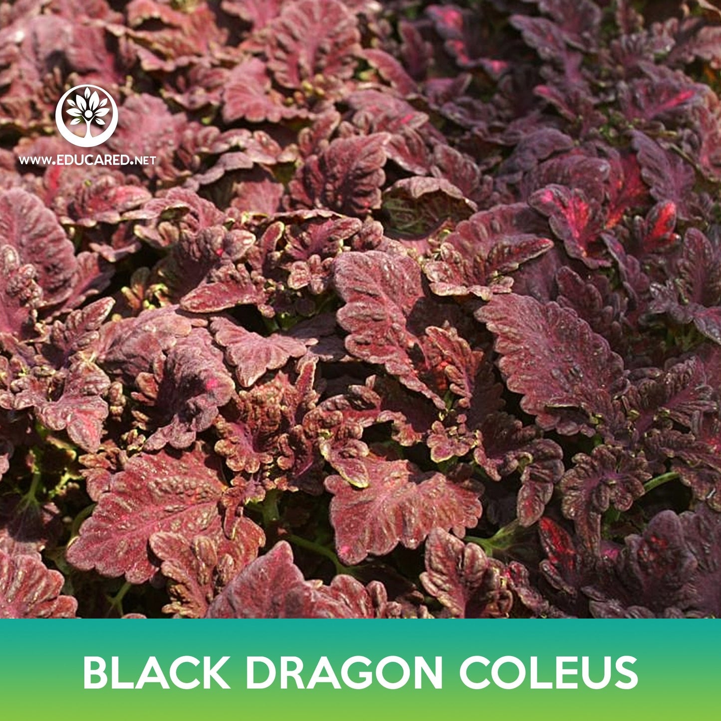 Black Dragon Coleus Seeds