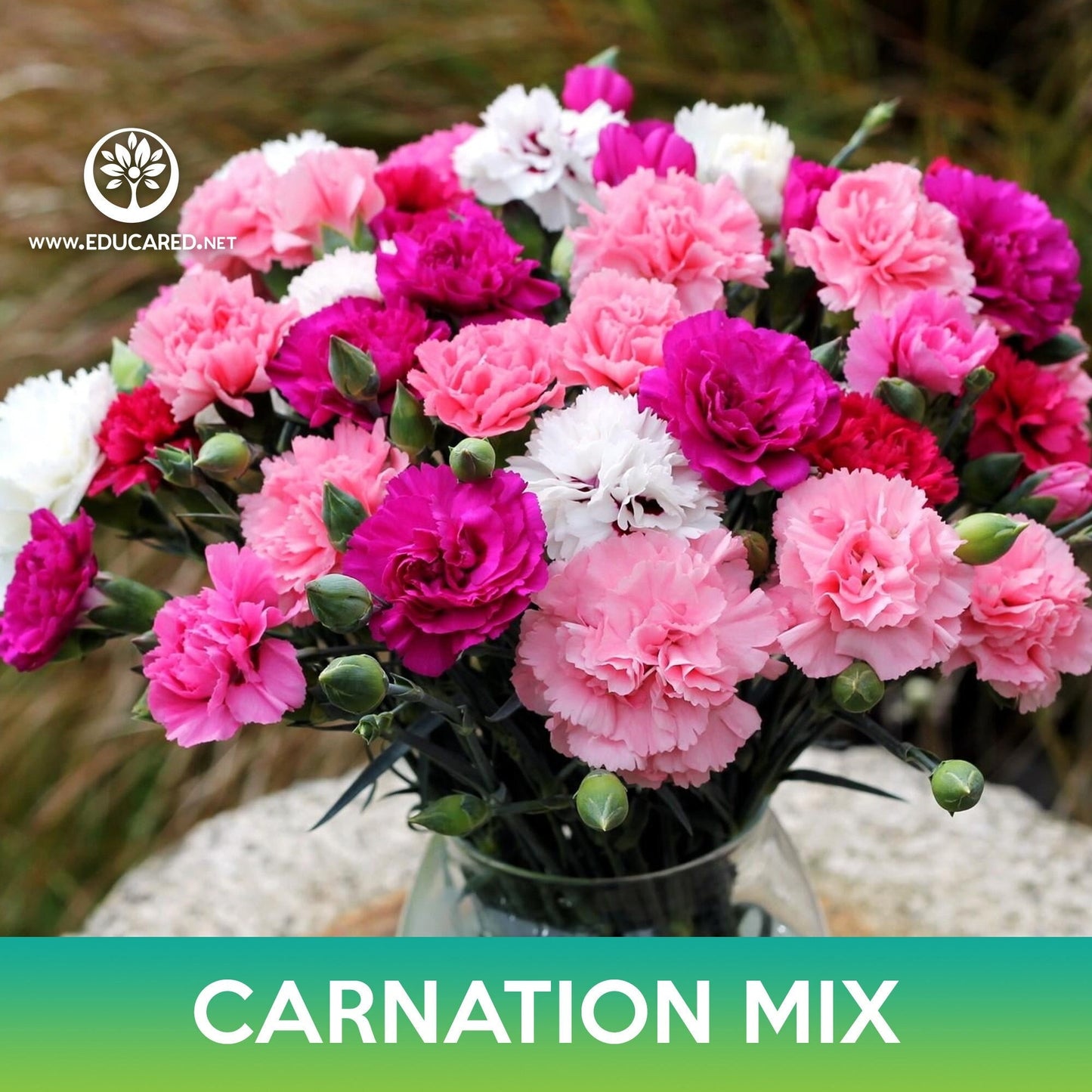 Carnation Flower Mix Seeds