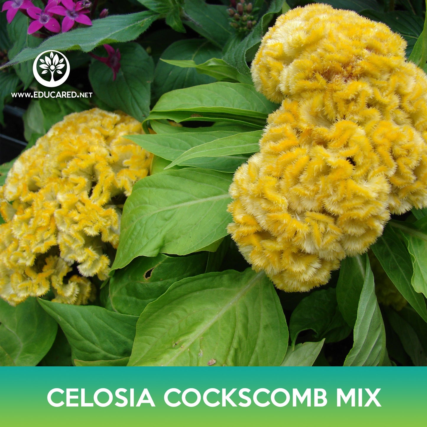 Celosia Cockscomb Flower Mix Seeds