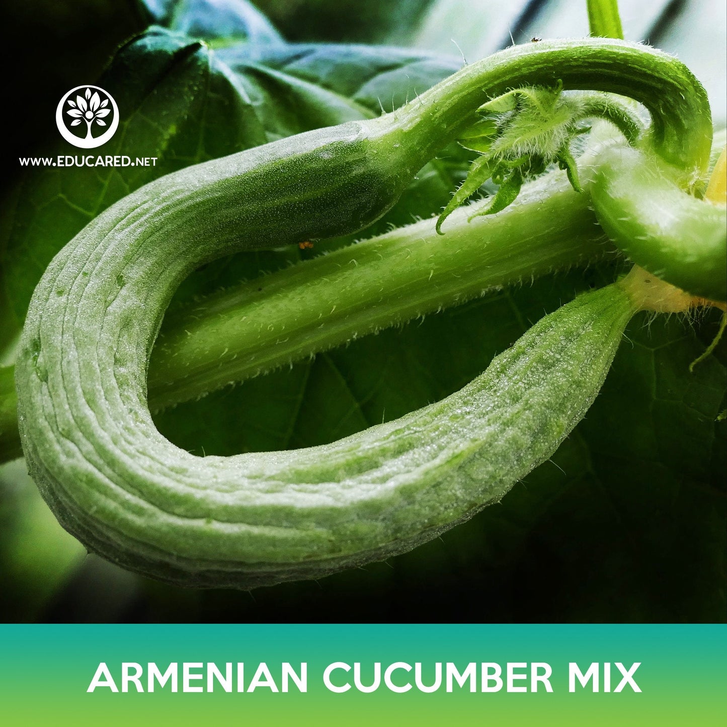 Armenian Cucumber Mix Seeds, Snake Cucumber