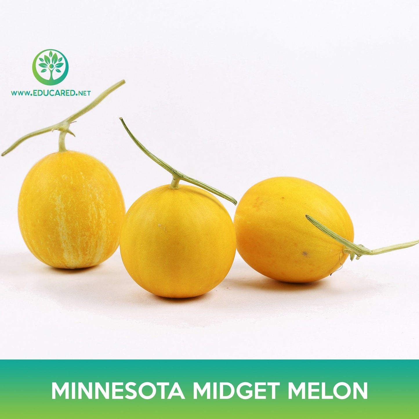 Minnesota Midget Melon Seeds