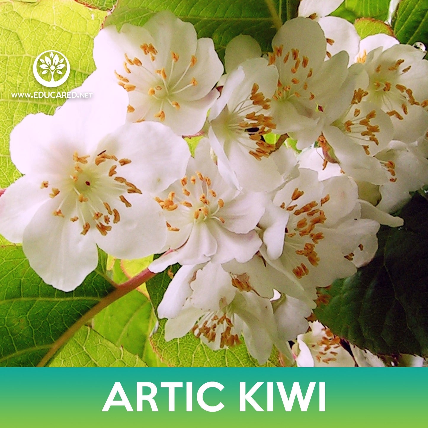 Artic Kiwi Seeds, Variegated Leaf Hardy Kiwi
