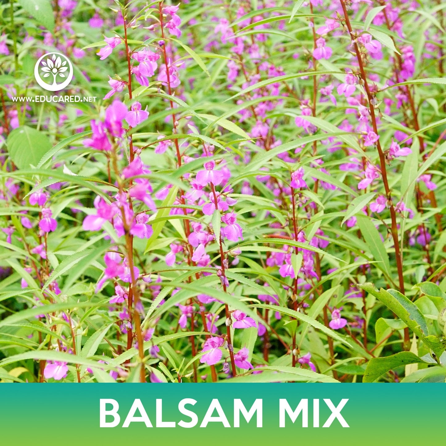 Balsam Flower Mix Seeds