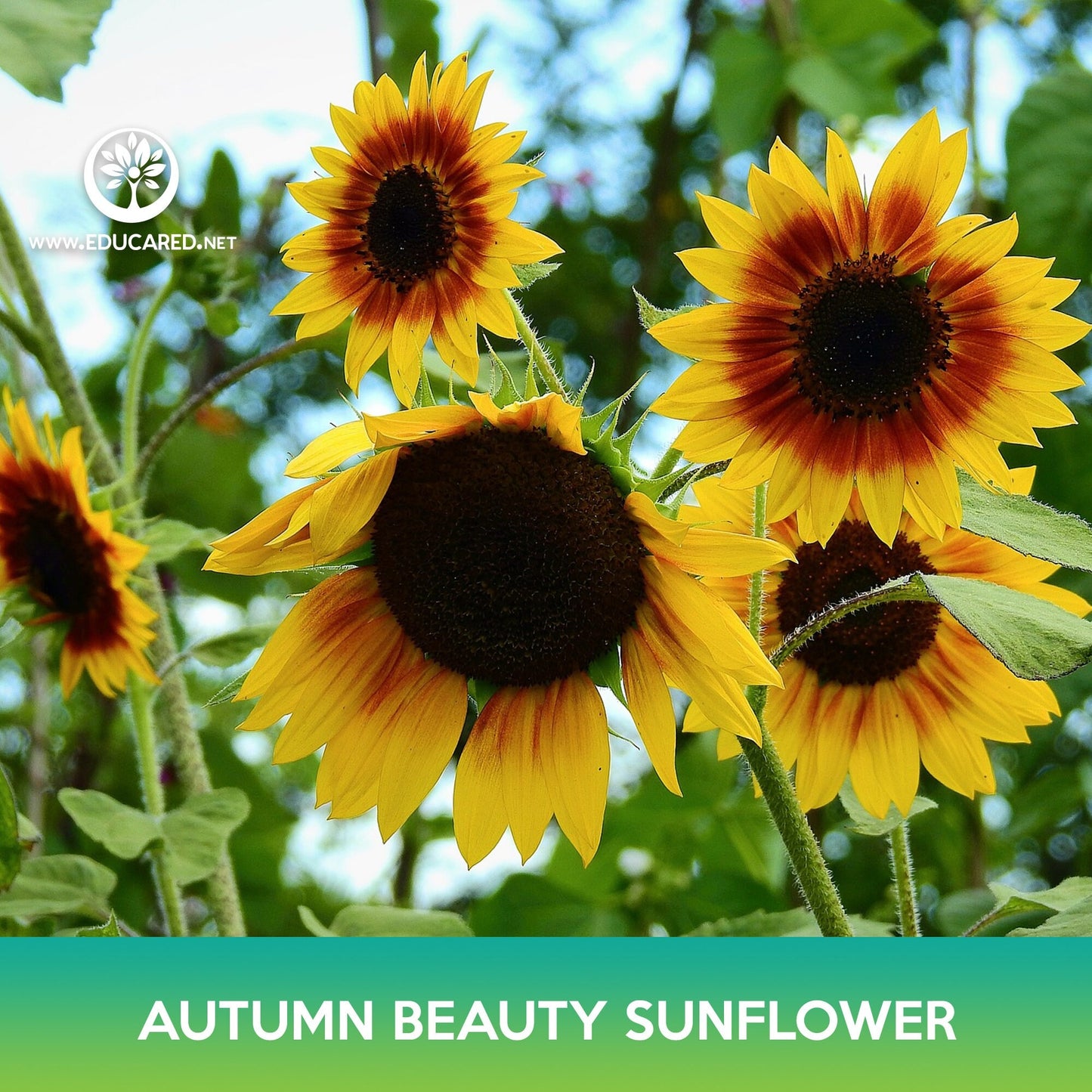 Autumn Beauty Sunflower Seeds