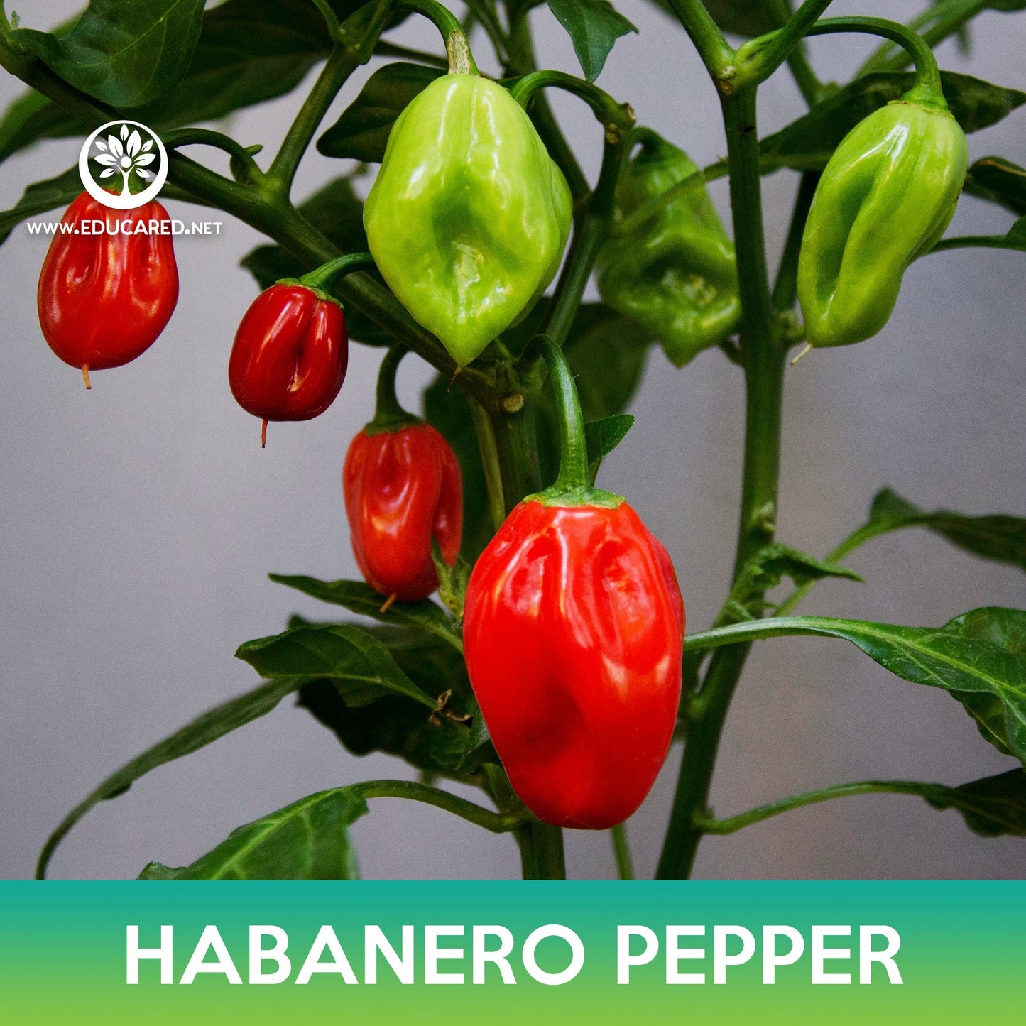 Habanero Pepper Seeds, Capsicum chinense