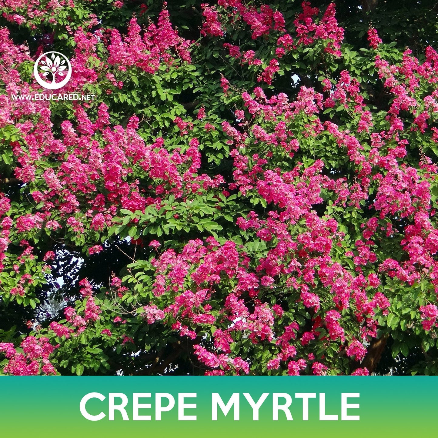 Crepe Myrtle Tree Seeds
