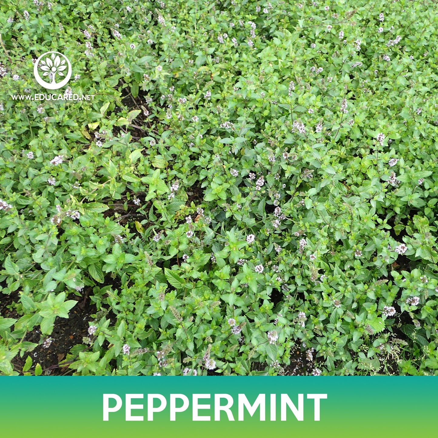 Peppermint Seeds