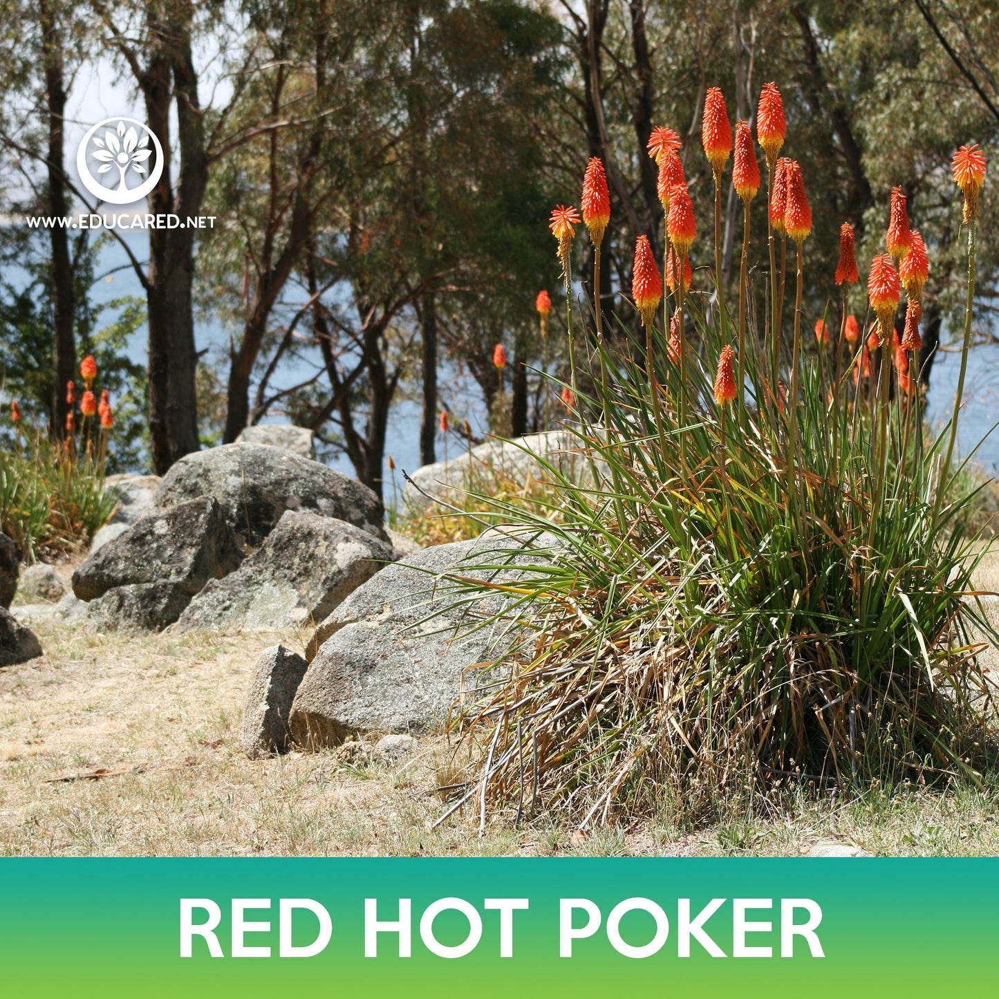 Red Hot Poker Seeds