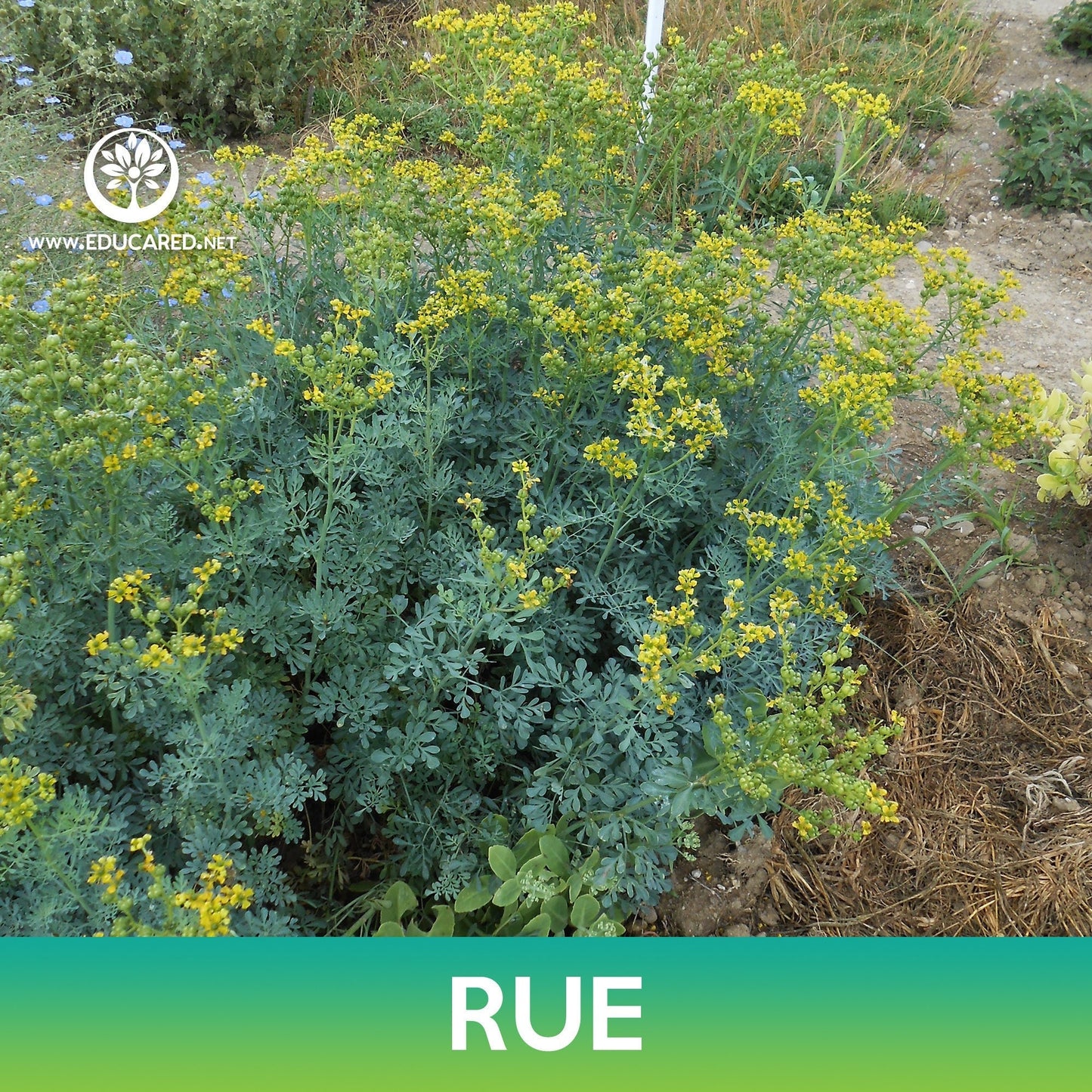 Rue Seeds, Ruta graveolens