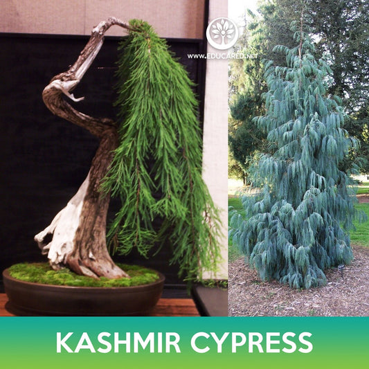 Kashmir Cypress Seeds, Weeping Cypress