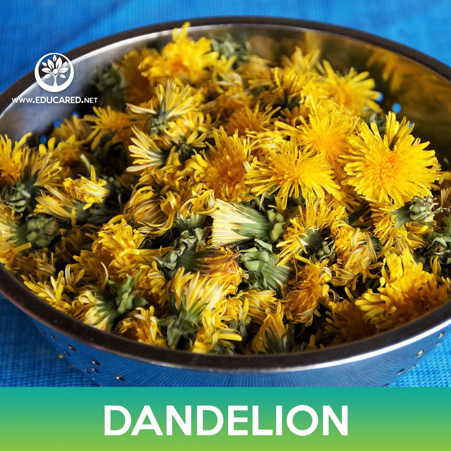 Dandelion Seeds