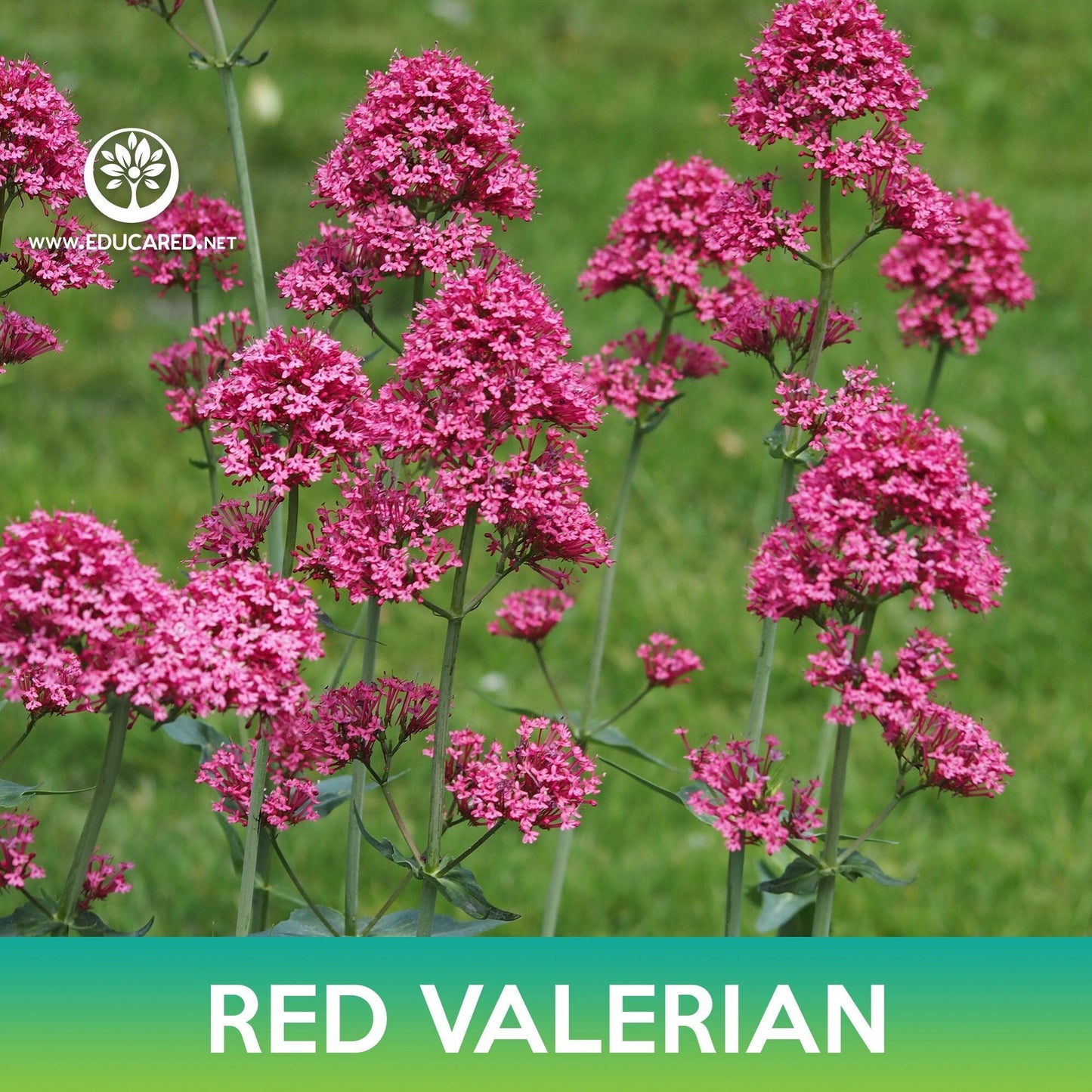 Red Valerian Flower Seeds, Jupiter's Beard