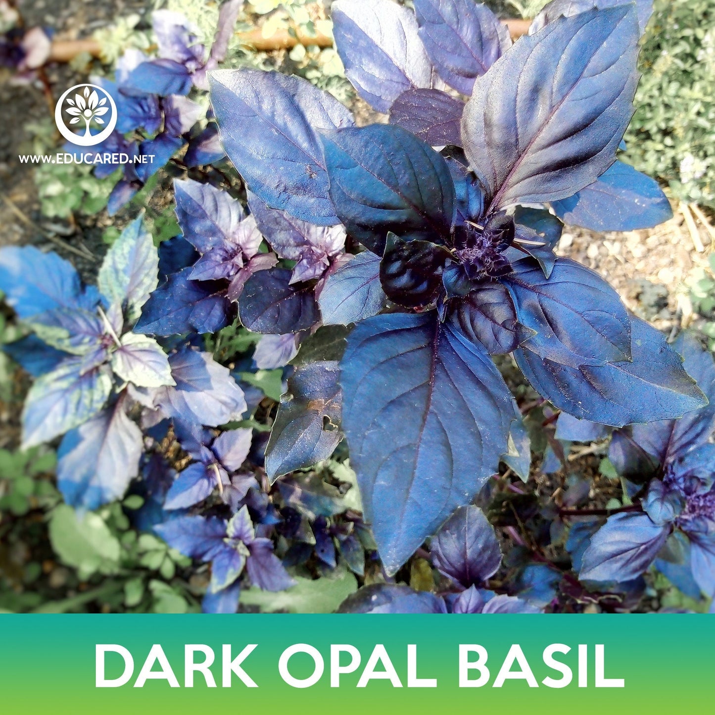 Dark Opal Basil Seeds