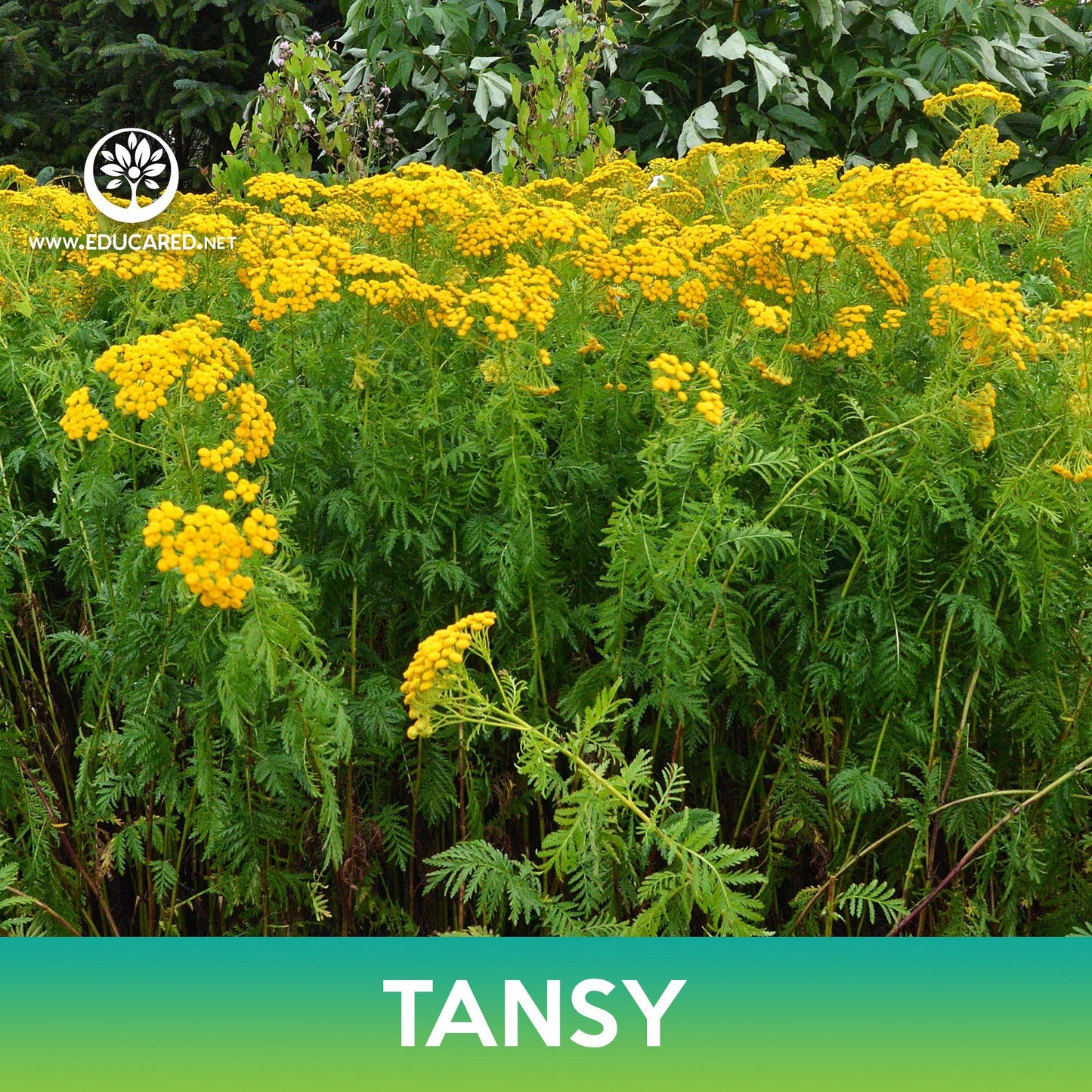 Tansy Flower Seeds, Tanacetum Vulgare