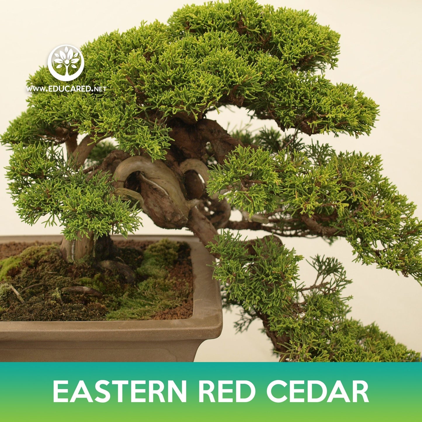 Eastern Red Cedar Seeds, Juniperus virginiana midwestern eco-type