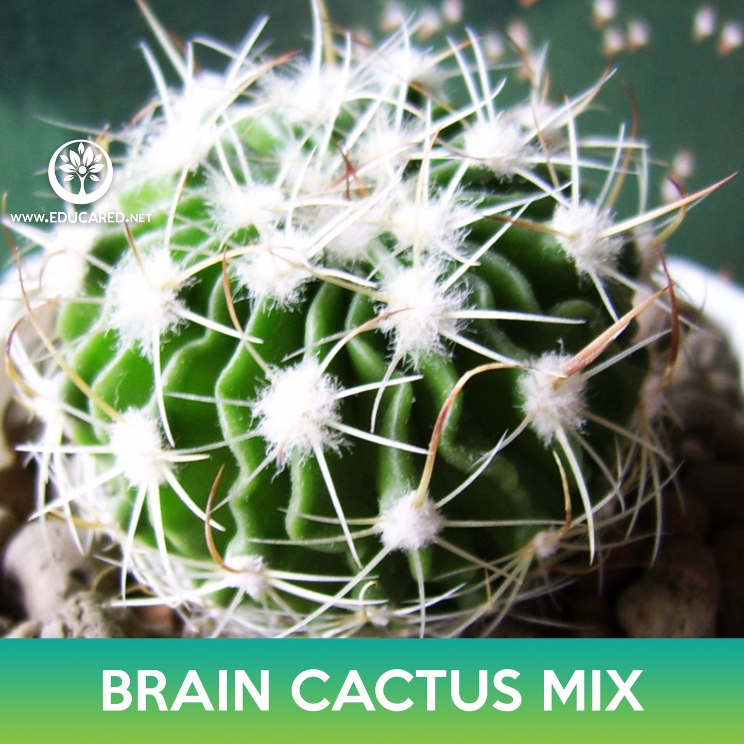 Brain Cactus Mix Seeds, Echinofossulocactus