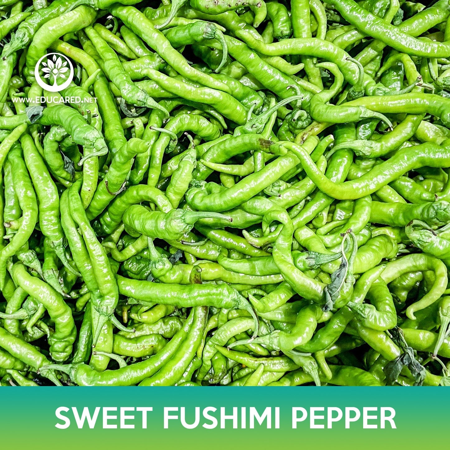 Sweet Fushimi Pepper Seeds