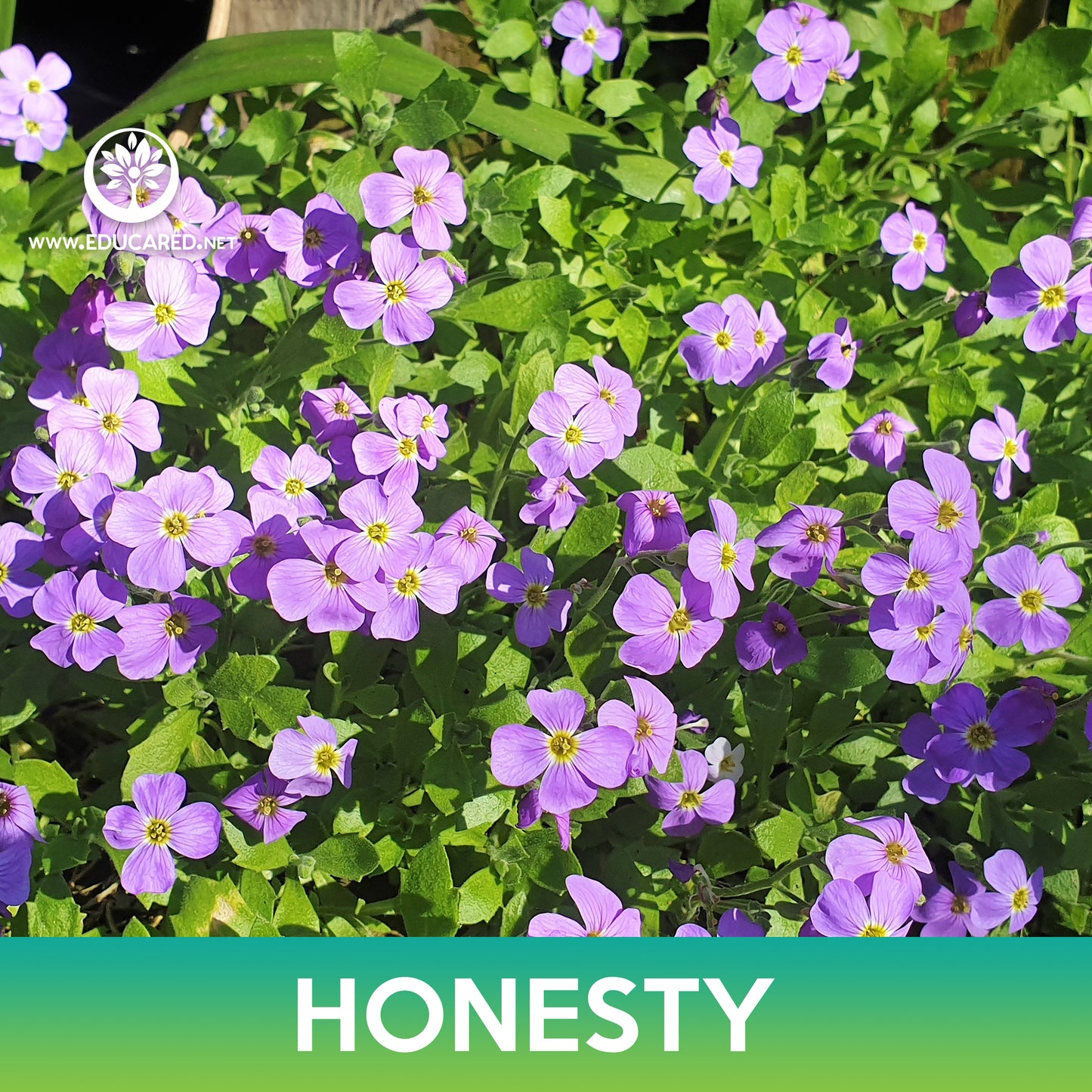 Honesty Flower Seeds, Money Plant