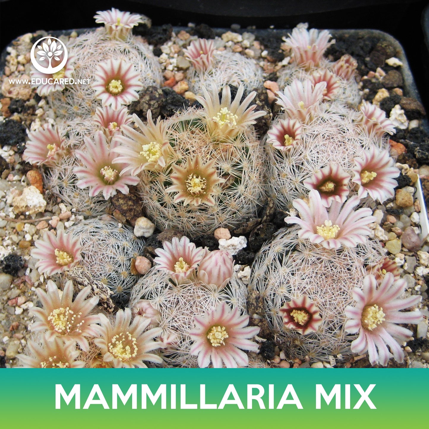 Mammillaria Cactus Mix Seeds