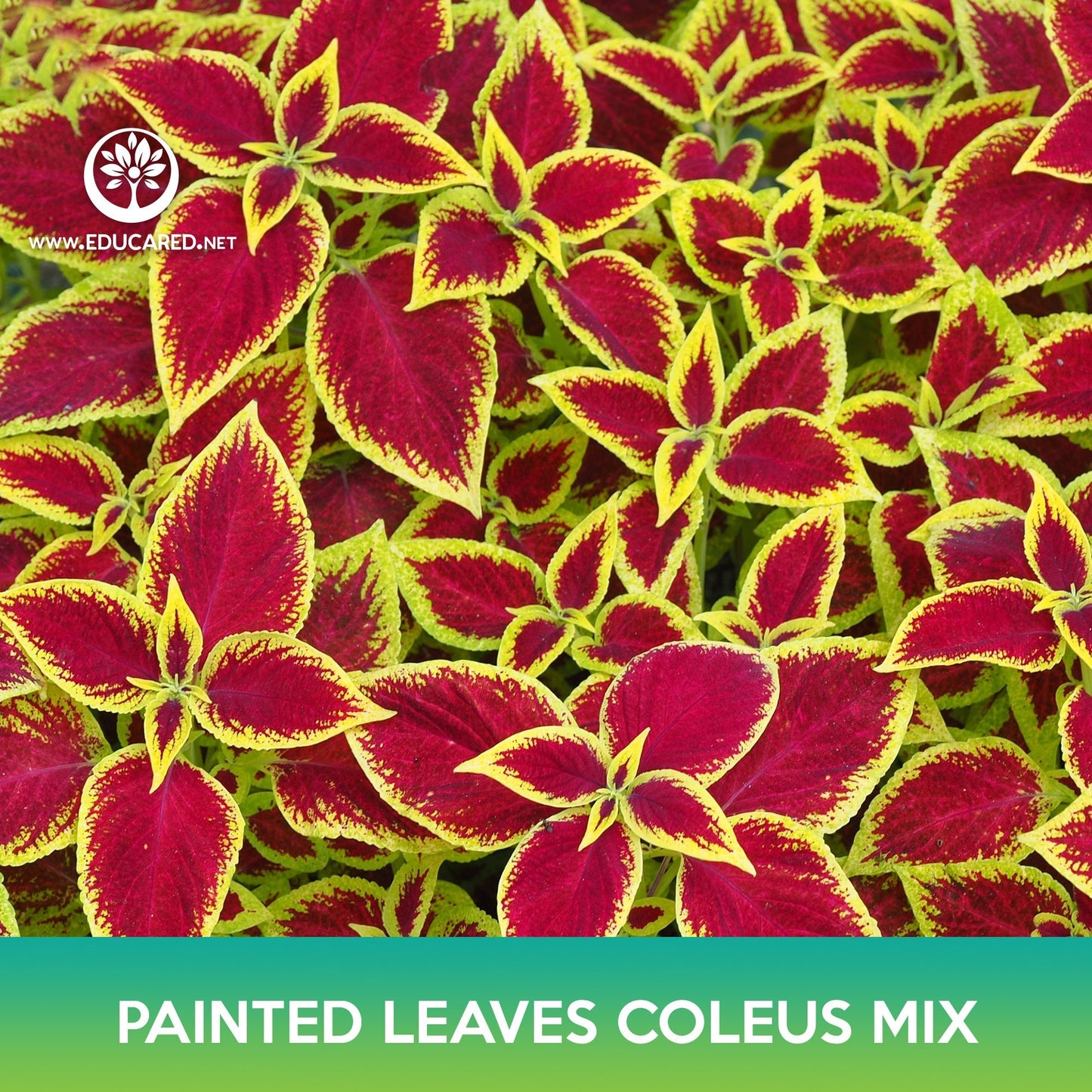 Painted Leaves Coleus Mix Seeds