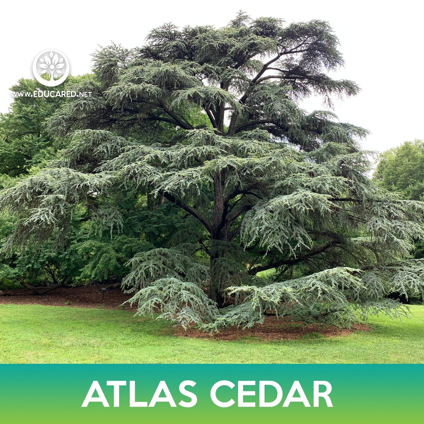 Atlas Cedar Tree Seeds
