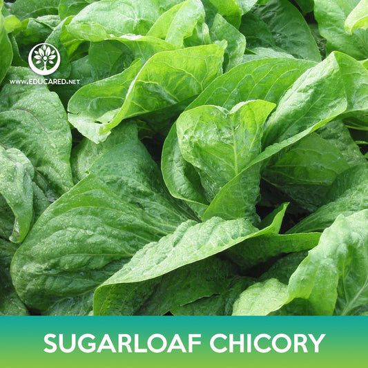 Sugarloaf Chicory Seeds
