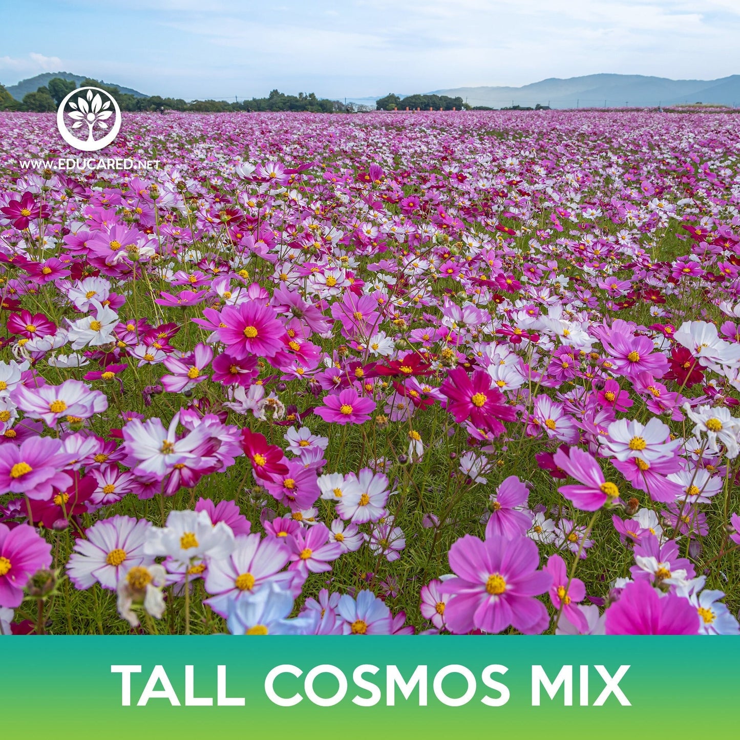 Tall Cosmos Flower Mix Seeds, Mexican Aster