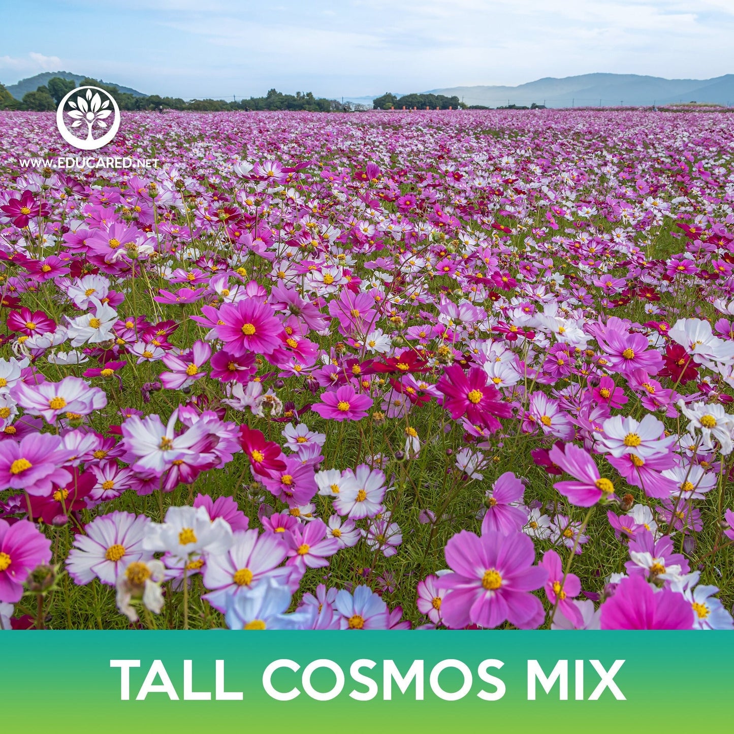 Tall Cosmos Flower Mix Seeds, Mexican Aster, Cosmo bipinnatus