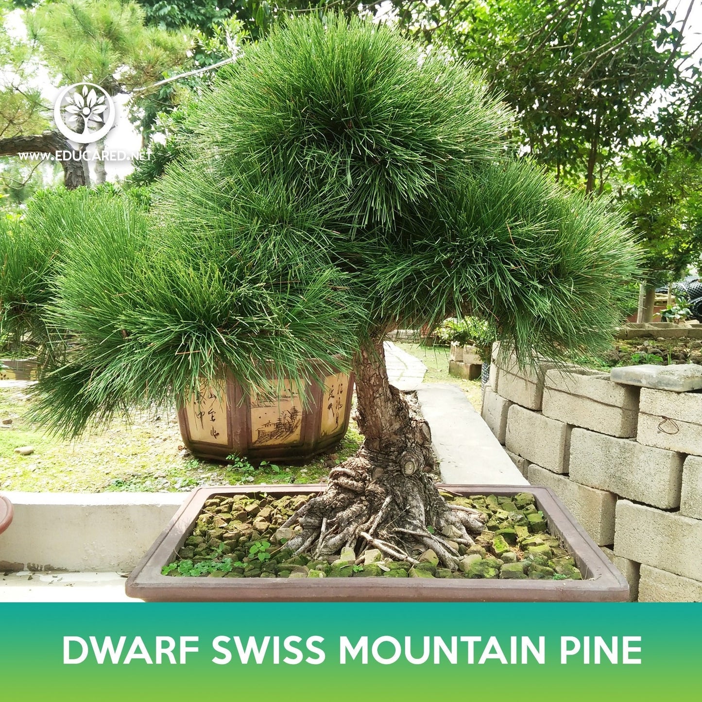 Dwarf Swiss Mountain Pine Tree Seeds